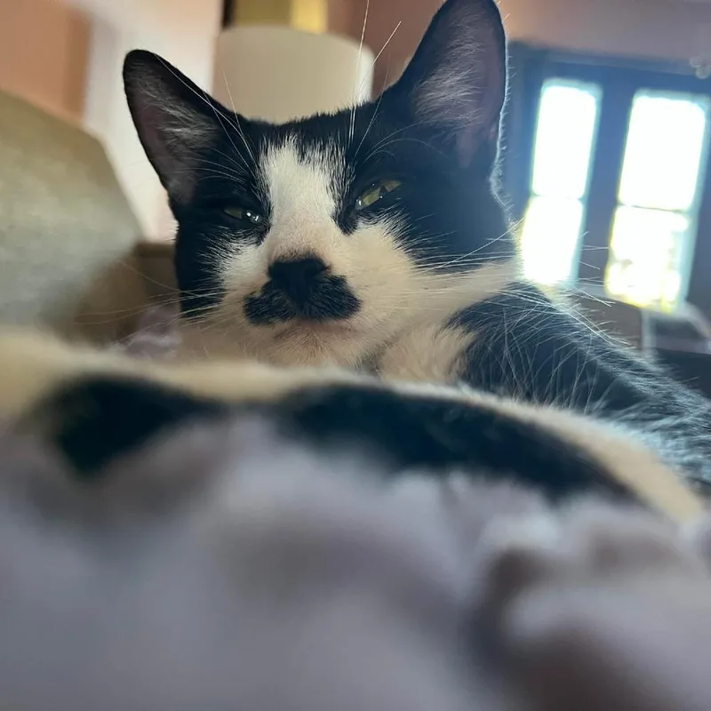 Ethel Cute Tuxedo @pawz thumbnail 2