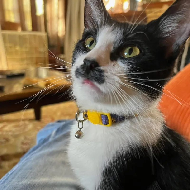 Ethel Cute Tuxedo @pawz thumbnail 3