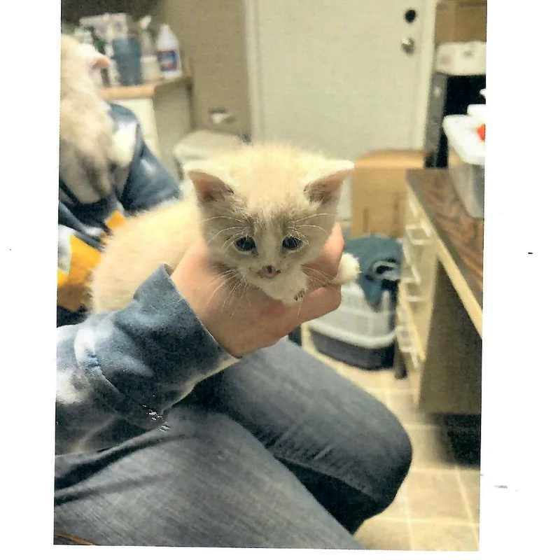 A baby small-sized male Cream / Ivory Domestic Short Hair cat named Mac N Cheese for adoption in Salem, WV