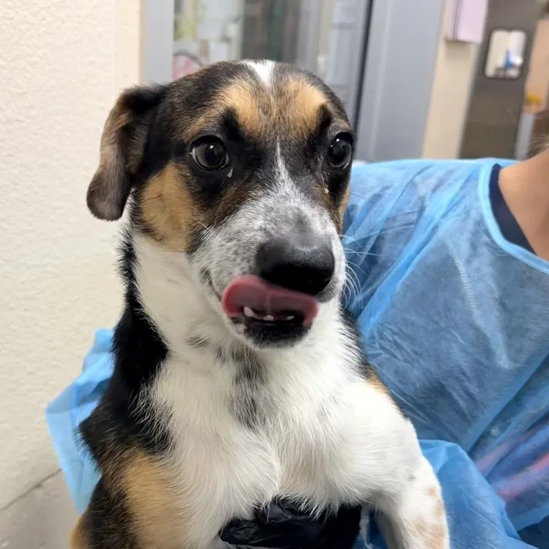 A young small-sized male Jack Russell Terrier dog named Angus for adoption in Reno, NV