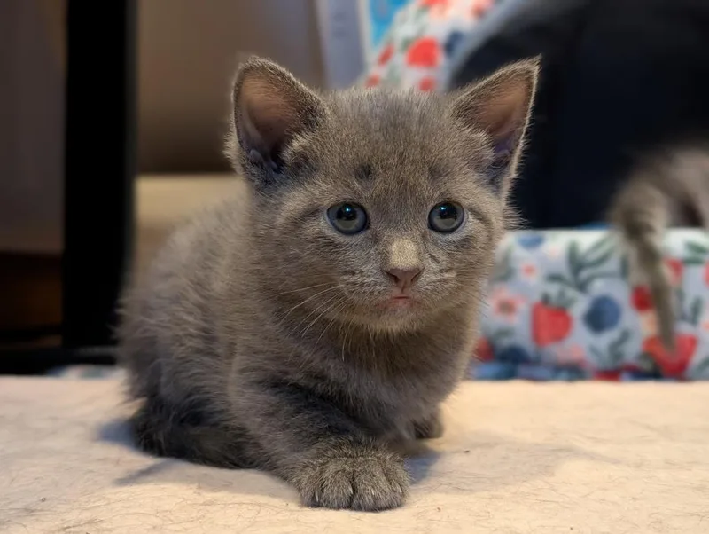 A baby small-sized male Domestic Short Hair cat named Bay for adoption in Chicago, IL