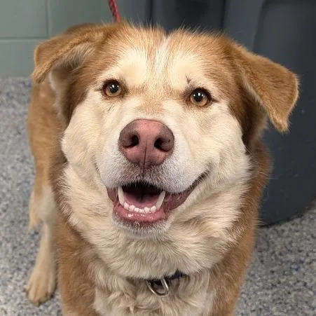 An adult medium-sized female Red / Chestnut / Orange Husky dog named Millie for adoption in Greenville, SC