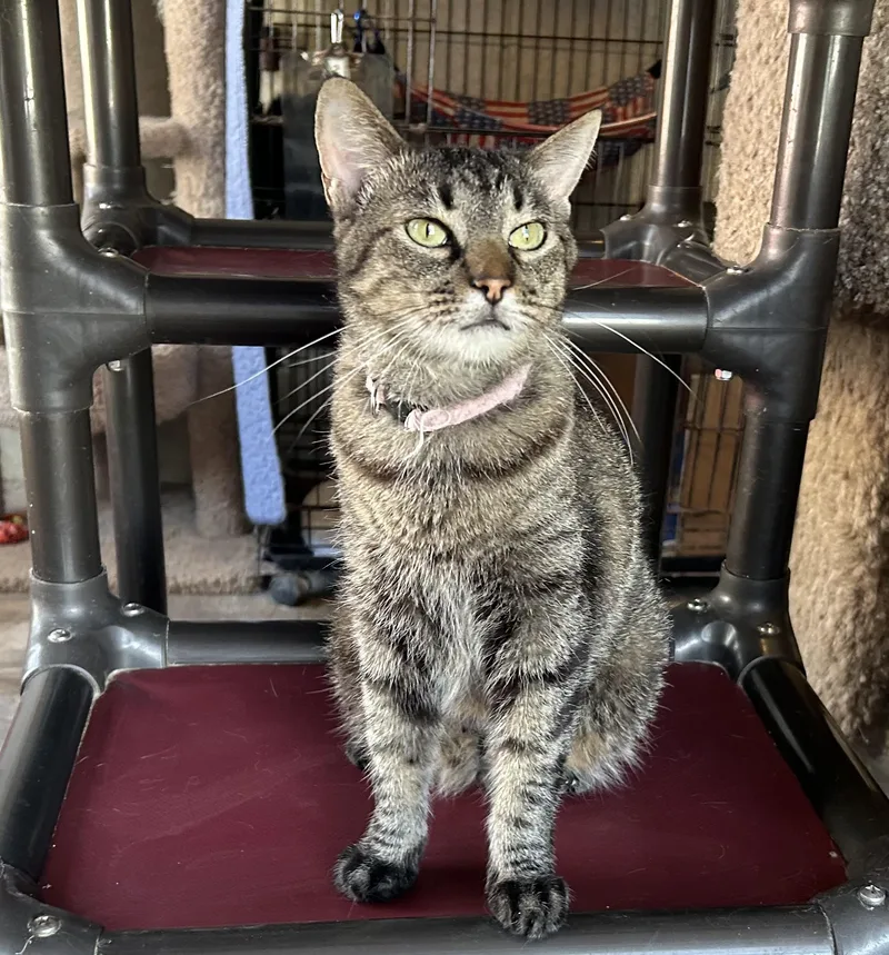 An adult medium-sized female Tabby (Buff / Tan / Fawn) Domestic Short Hair cat named Warbling Jade for adoption in La Salle, IL