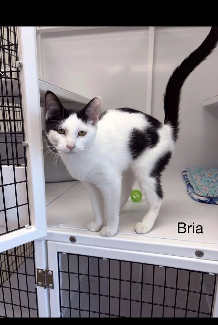 A young medium-sized female Black & White / Tuxedo Domestic Short Hair cat named Bria for adoption in Port Lavaca, TX