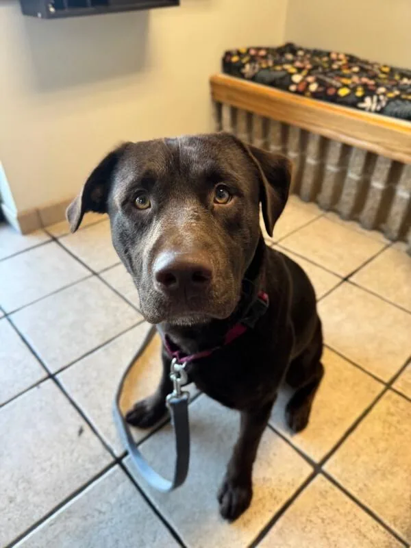 A young large-sized male Chocolate Labrador Retriever dog named Clark for adoption in Fruit Heights, UT