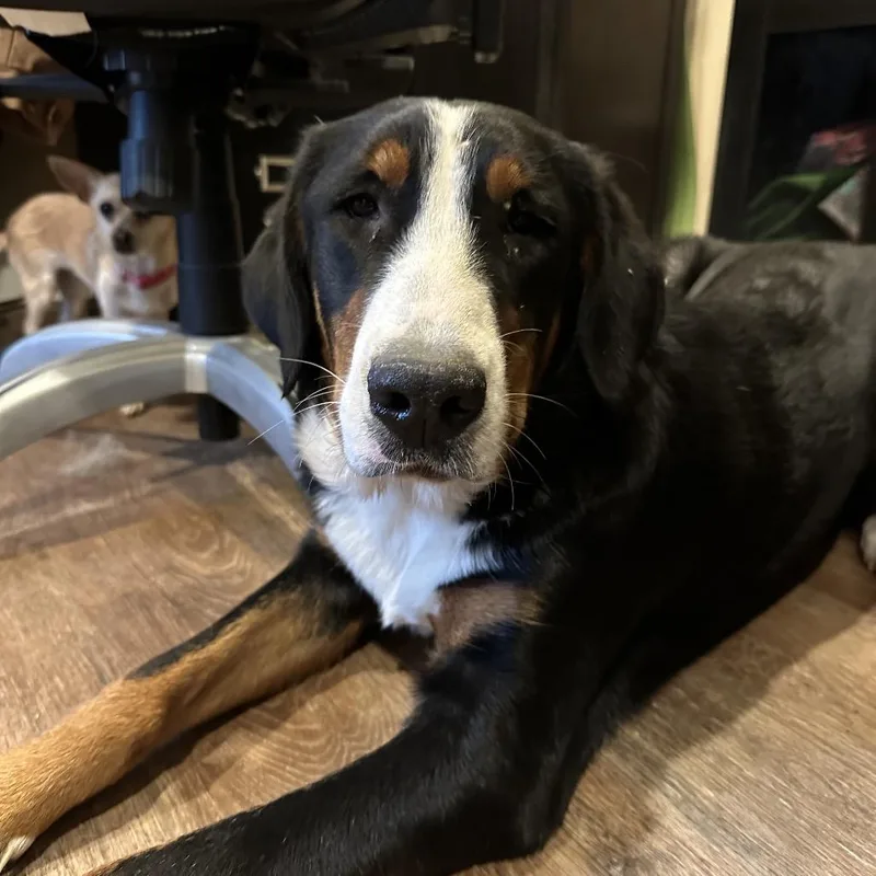 An adult large-sized female Black Greater Swiss Mountain Dog dog named Fiona for adoption in West Chester, PA
