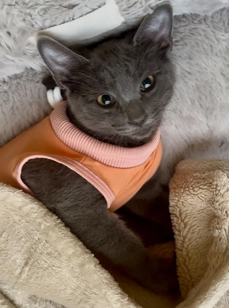 A baby medium-sized female Gray / Blue / Silver Domestic Short Hair cat named Maya for adoption in Austin, TX