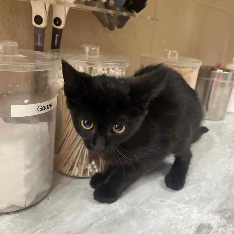 A baby small-sized female Black Domestic Short Hair cat named Kuro for adoption in Lewisburg, WV