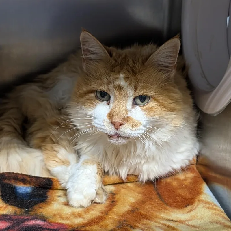 A senior medium-sized male Orange / Red Domestic Long Hair cat named Sammie for adoption in Jefferson city, TN