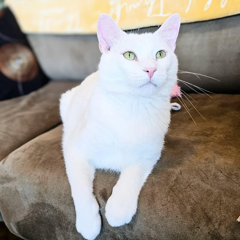 An adult medium-sized male White Domestic Short Hair cat named Michael for adoption in Chicago, IL