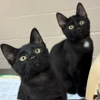A young large-sized male Black Domestic Short Hair cat named Upton & Ulmer for adoption in Cape May Court House, NJ