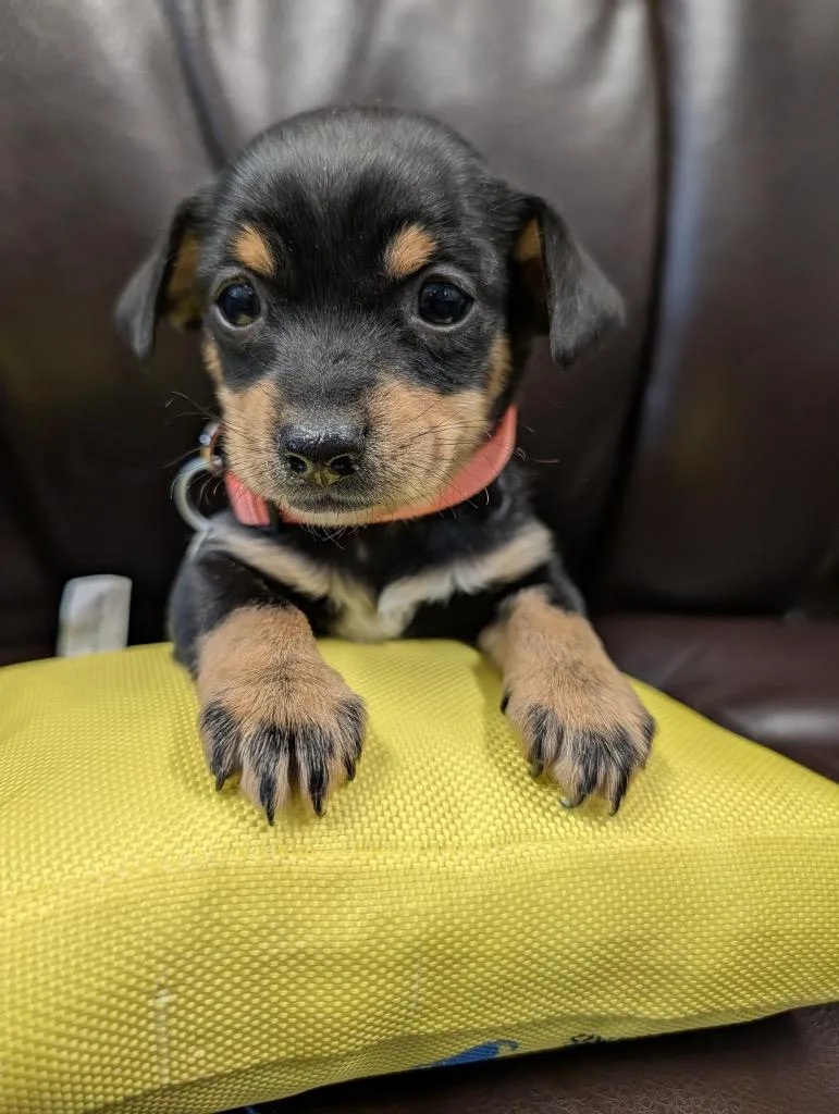 A baby small-sized female Chihuahua dog named Ammonite for adoption in Reno, NV