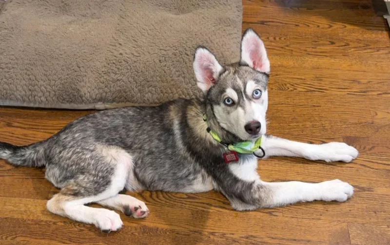 Balto thumbnail 4