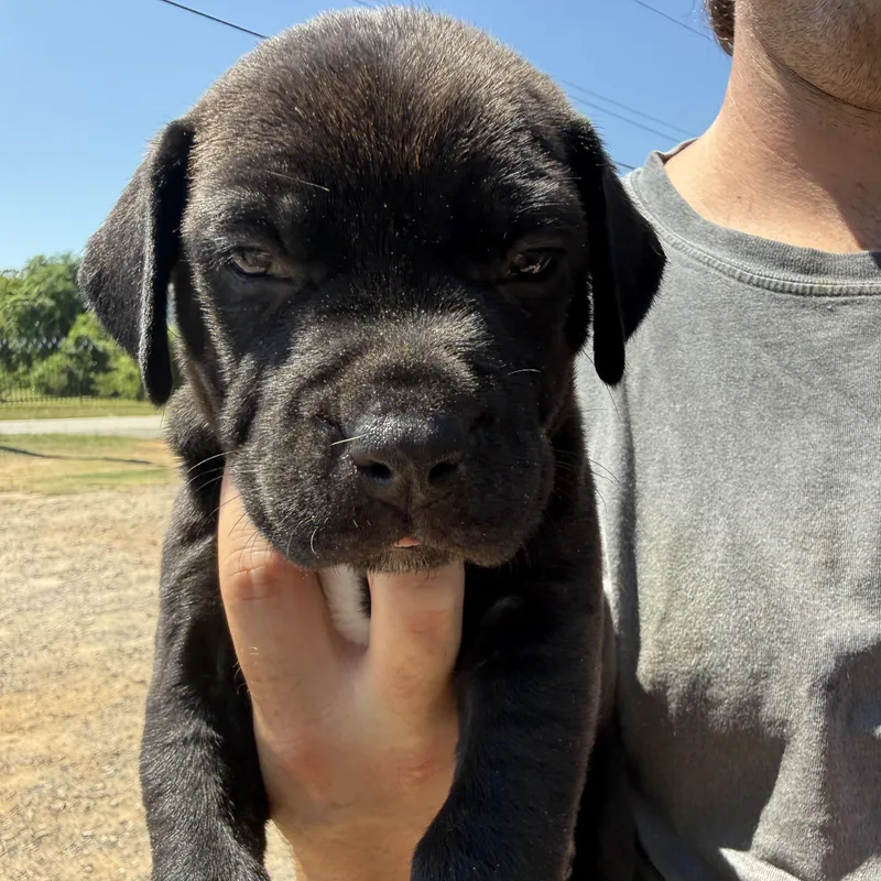 A baby medium-sized female Labrador Retriever dog named Sally Ride for adoption in Columbia, SC