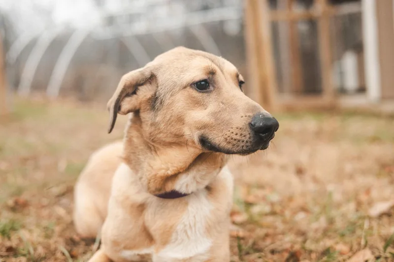 Loxen  Transport thumbnail 3