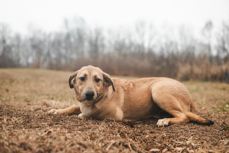 Loxen  Transport thumbnail 5