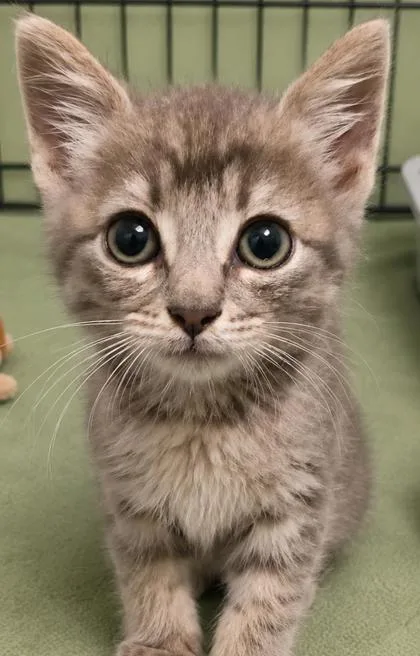 A baby small-sized female Domestic Short Hair cat named Princess Girl for adoption in Cumming, GA
