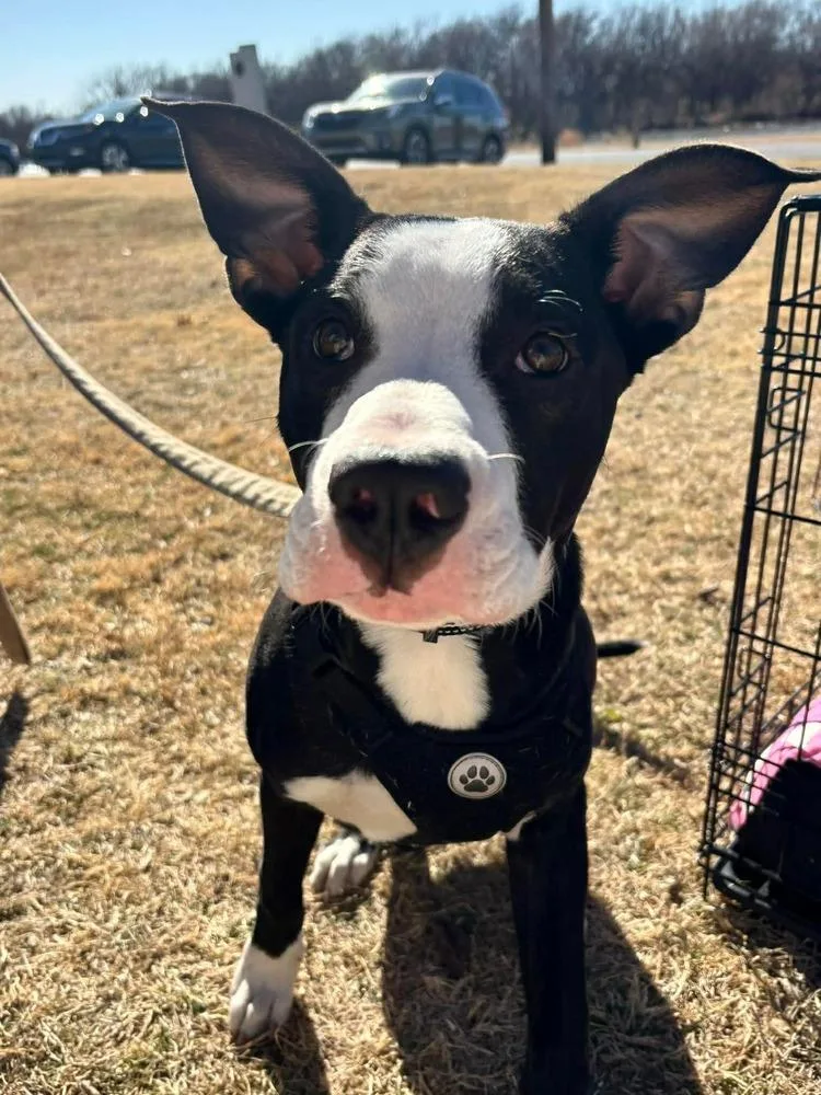 A baby large-sized male Tricolor (Brown, Black, & White) Staffordshire Bull Terrier dog named Batman for adoption in Shawnee, OK