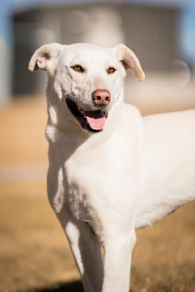 Wunny Sharbit thumbnail 4