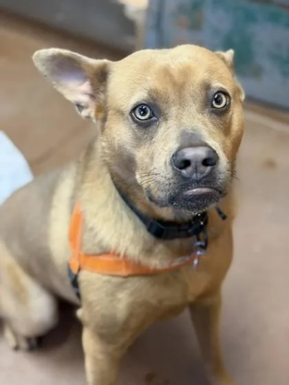 An adult medium-sized female Yellow / Tan / Blond / Fawn Shepherd dog named Luna for adoption in Stanwood, WA