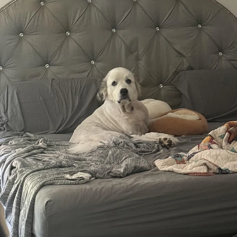 An adult extra large-sized male White / Cream Great Pyrenees dog named Panda for adoption in Pittsboro, NC