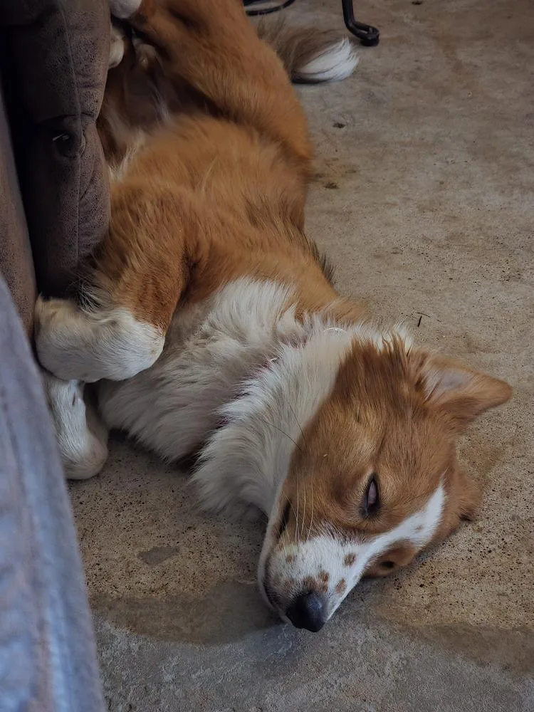 A young medium-sized female Border Collie dog named Brianna for adoption in Allen, TX