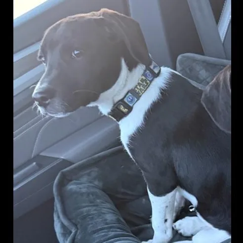 A baby large-sized male Black Mixed Breed dog named Harvey for adoption in LEMONT, IL