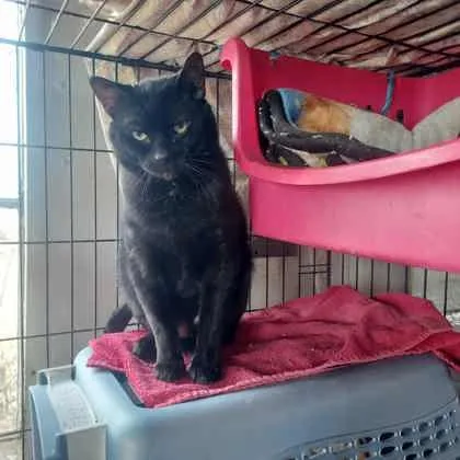 An adult medium-sized male Domestic Short Hair cat named Buds for adoption in Bloomsburg, PA