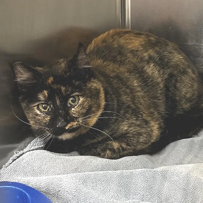 A young small-sized female Tortoiseshell Domestic Medium Hair cat named Rosario for adoption in Warrensburg, MO