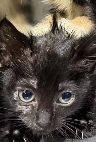 A baby small-sized female Domestic Short Hair cat named Cici for adoption in Dallas, TX