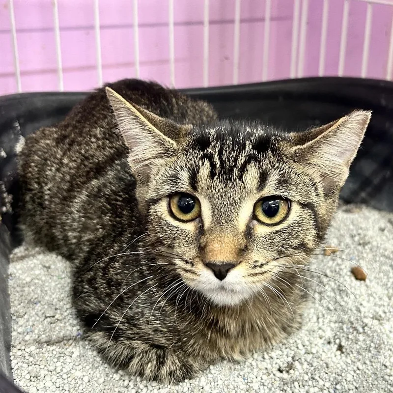 A young small-sized female Brown / Chocolate Domestic Short Hair cat named On My Way for adoption in Boerne, TX
