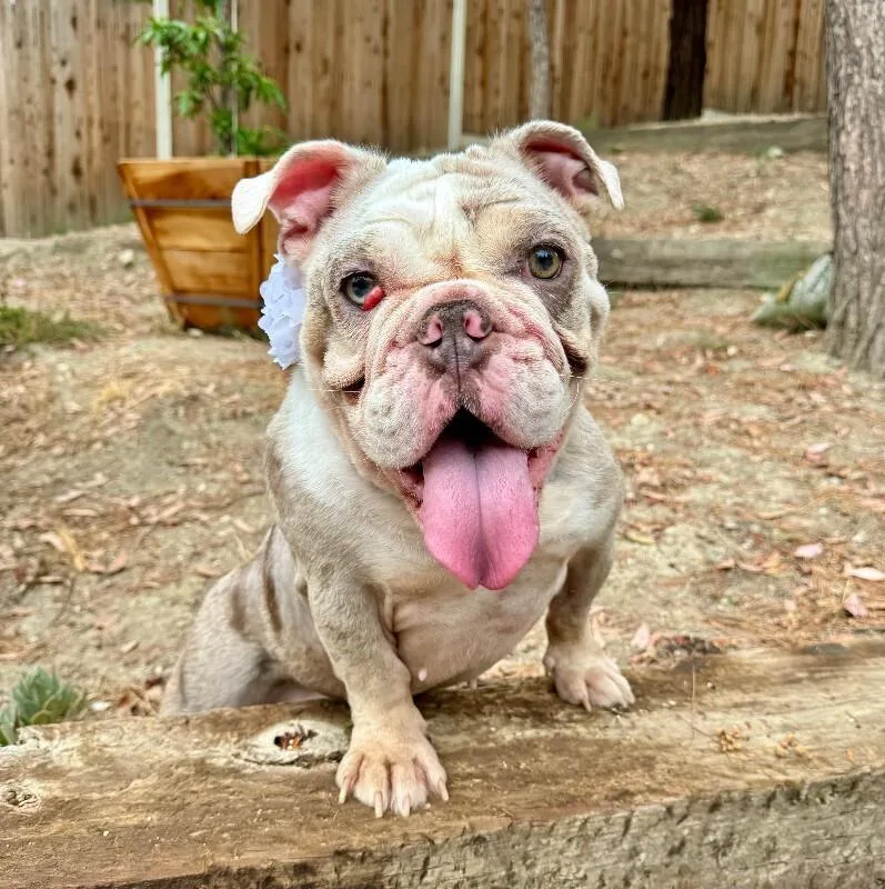 An adult medium-sized female Gray / Blue / Silver English Bulldog dog named Cupcake for adoption in Valley Village, CA