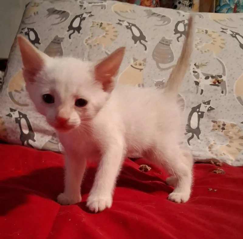 A baby small-sized male White Domestic Short Hair cat named Sabre for adoption in Shawnee, OK