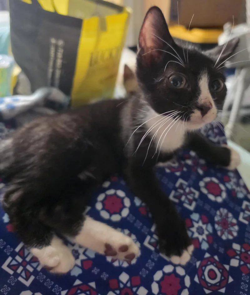 A baby small-sized female Black & White / Tuxedo Domestic Short Hair cat named Elegy for adoption in New York, NY