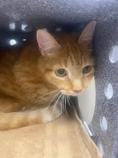 An adult small-sized female Domestic Short Hair cat named Sweet Pea for adoption in Saint Cloud, FL