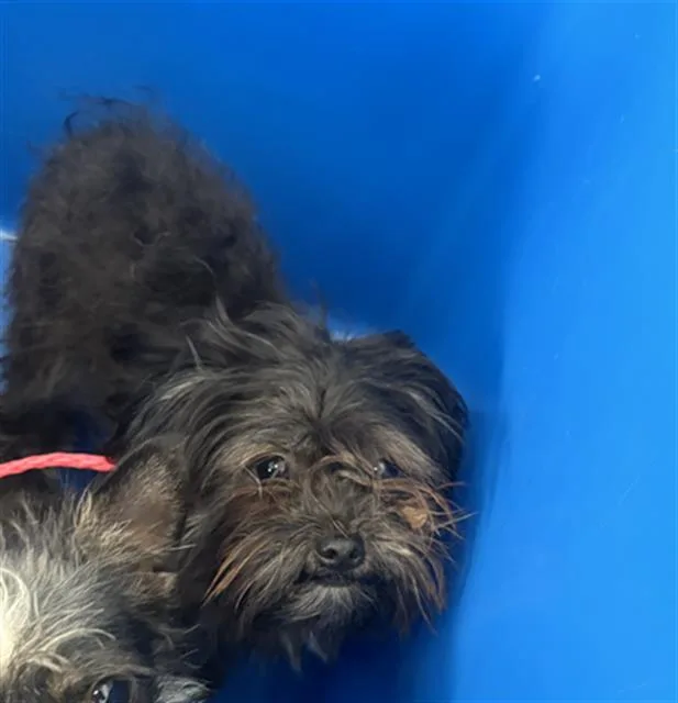 A young small-sized female Mixed Breed dog named Crush for adoption in Dallas, TX