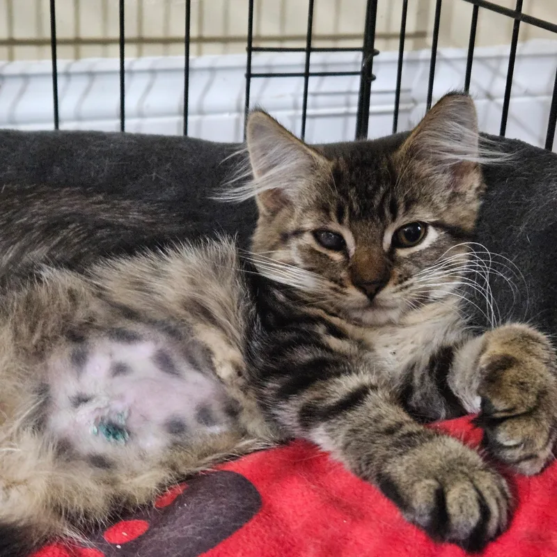 A baby medium-sized female Domestic Medium Hair cat named Mocha & Maple for adoption in Clifton, NJ