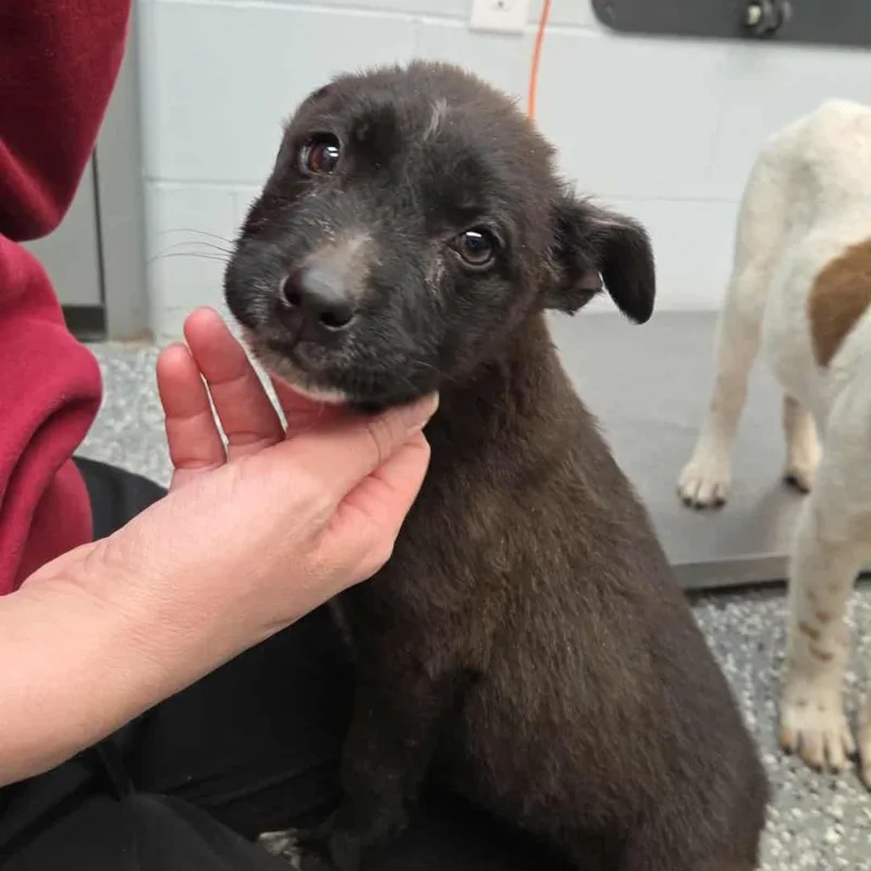 A baby small-sized female Black Cattle Dog dog named Powerade for adoption in Parkersburg, WV