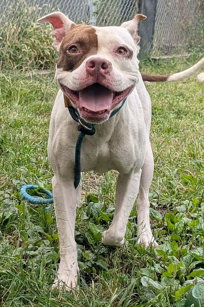 An adult medium-sized female White / Cream Pit Bull Terrier dog named Aislynn for adoption in Chicago, IL