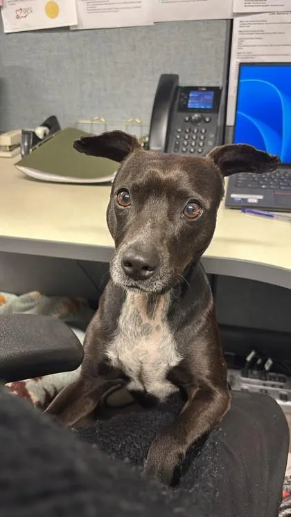 An adult small-sized male Black Terrier dog named Onyx for adoption in Sacramento, CA