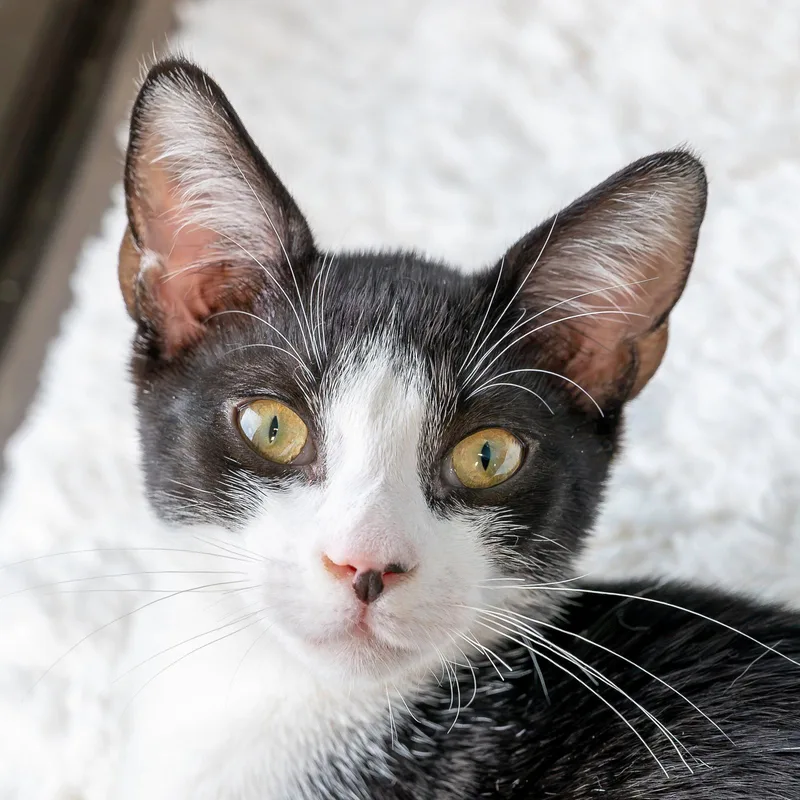 A young medium-sized male Black & White / Tuxedo Domestic Short Hair cat named Pharaoh for adoption in Reston, VA