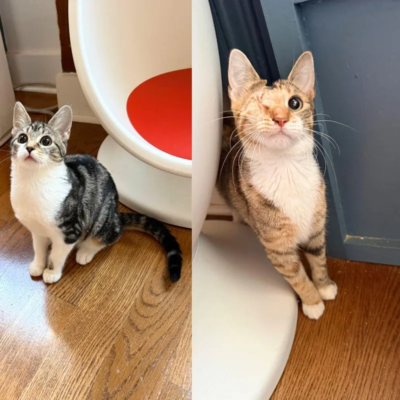 A baby medium-sized female Domestic Short Hair cat named Cinnamon & Nutmeg for adoption in Brooklyn, NY