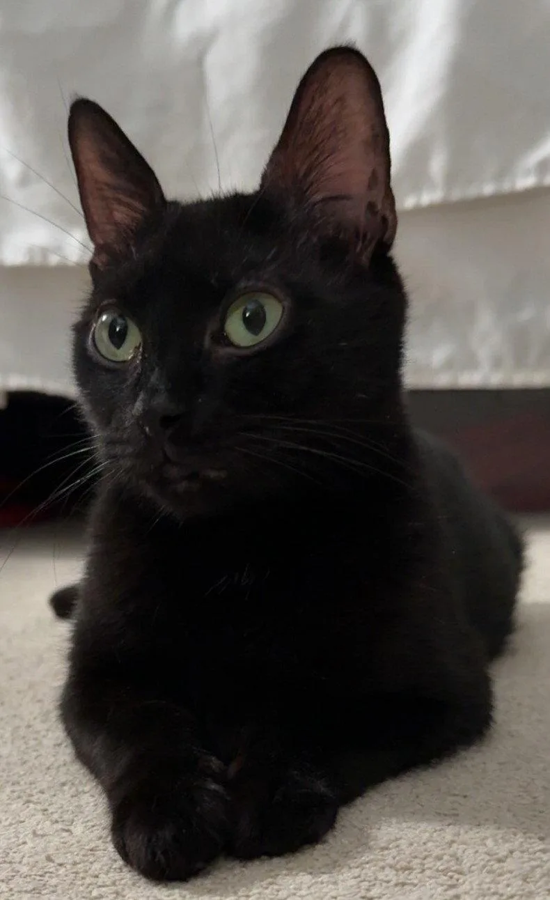 An adult medium-sized female Domestic Short Hair cat named Jolyne for adoption in Spring Lake, NJ