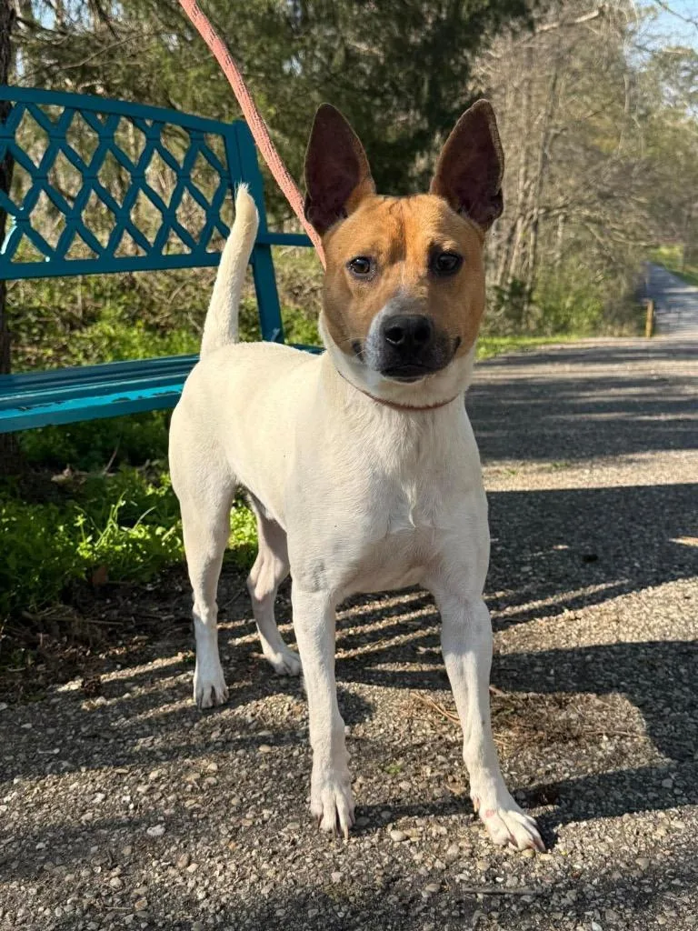 A baby medium-sized male Affenpinscher dog named Tinsy for adoption in North Syracuse, NY
