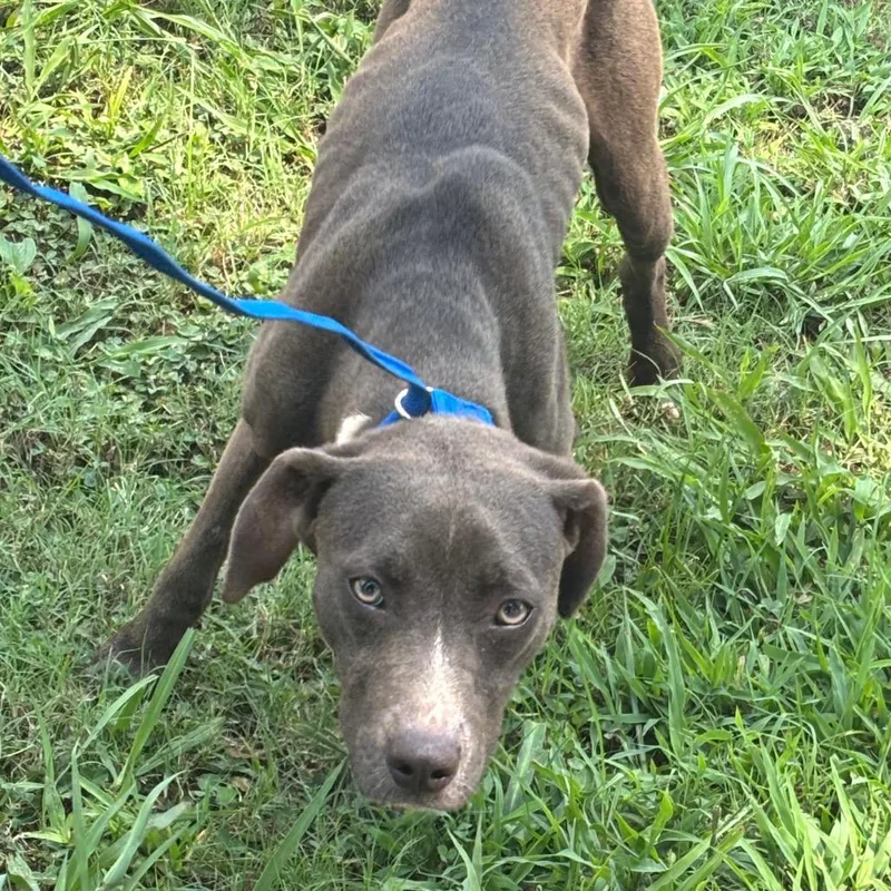 A young medium-sized female Gray / Blue / Silver Mixed Breed dog named Popton Diamond for adoption in Bartlett, TN