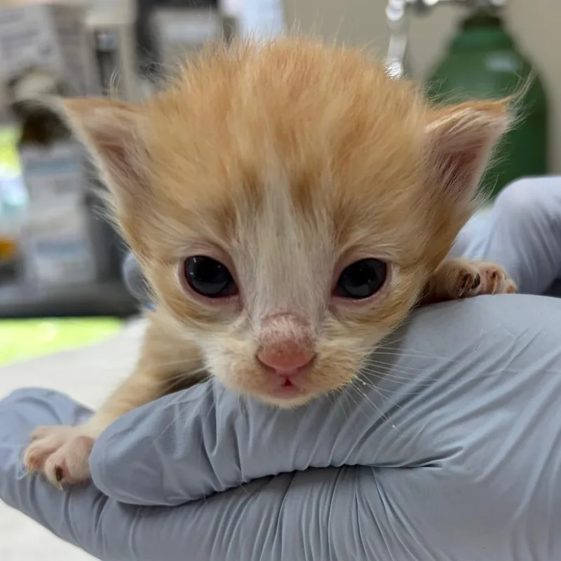 A baby small-sized female Orange / Red Domestic Short Hair cat named Cheeto for adoption in Nashville, TN