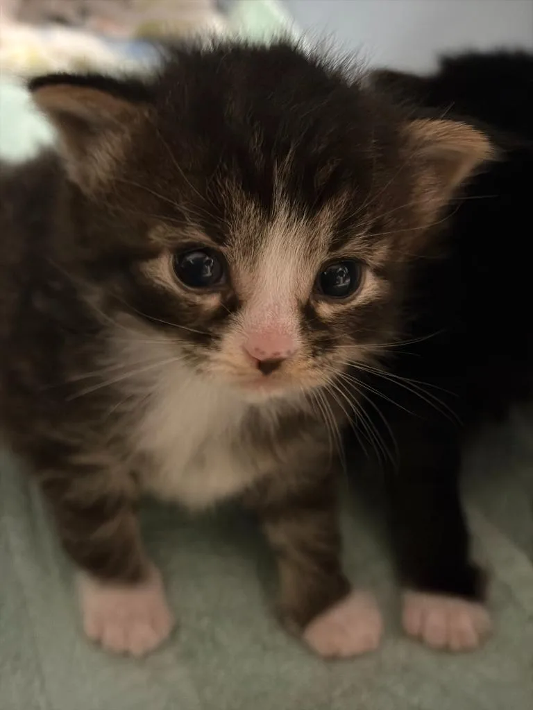 A baby medium-sized male Domestic Long Hair cat named Ember for adoption in Windsor, CT