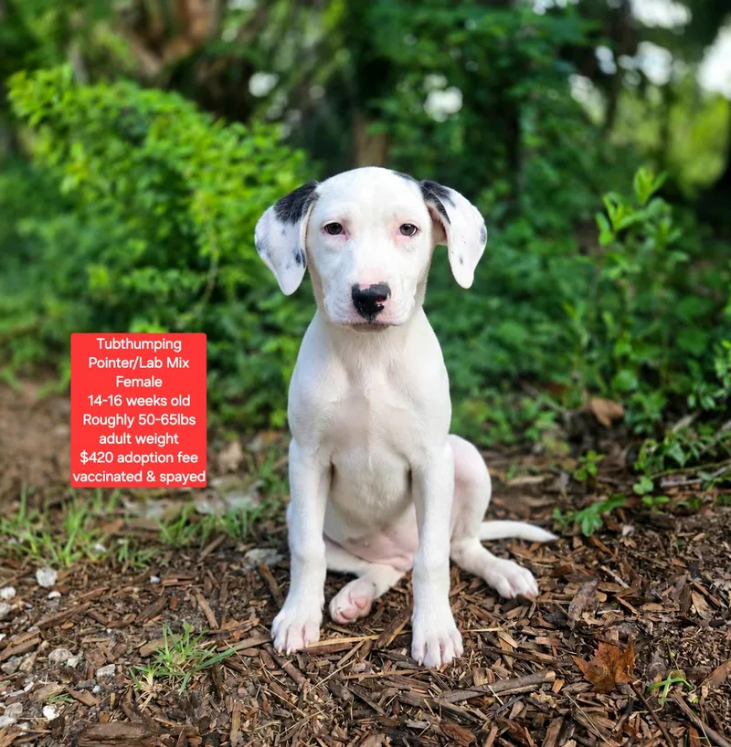 A baby large-sized female Pointer dog named Tubthumping for adoption in Oviedo, FL