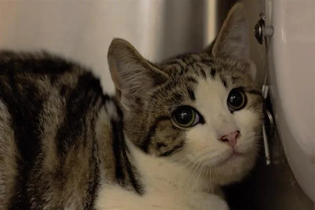 An adult large-sized male Domestic Short Hair cat named Booger for adoption in Van Nuys, CA