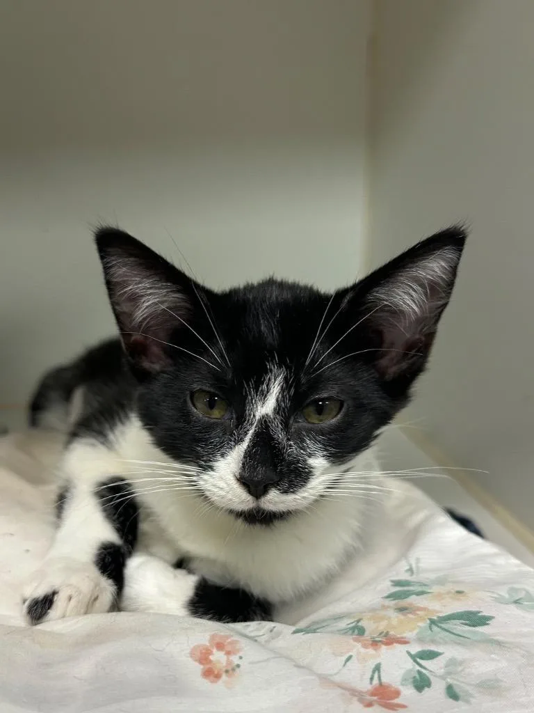 A baby medium-sized female Domestic Short Hair cat named Zigzag for adoption in Johnson City, TN